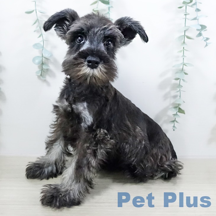 東京都のミニチュアシュナウザー (ペットプラス 立川高島屋S.C.店/2025年7月29日生まれ/男の子/ソルトペッパー)の子犬の1枚目の画像