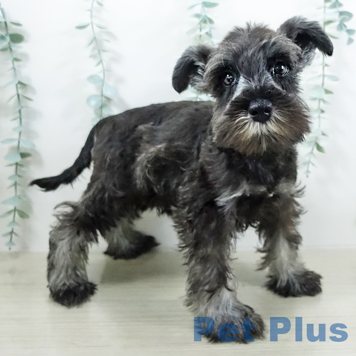 東京都のミニチュアシュナウザー (ペットプラス 立川高島屋S.C.店/2025年7月29日生まれ/男の子/ソルトペッパー)の子犬の2枚目の画像