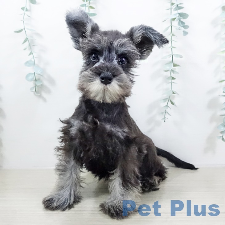 ミニチュア・シュナウザー