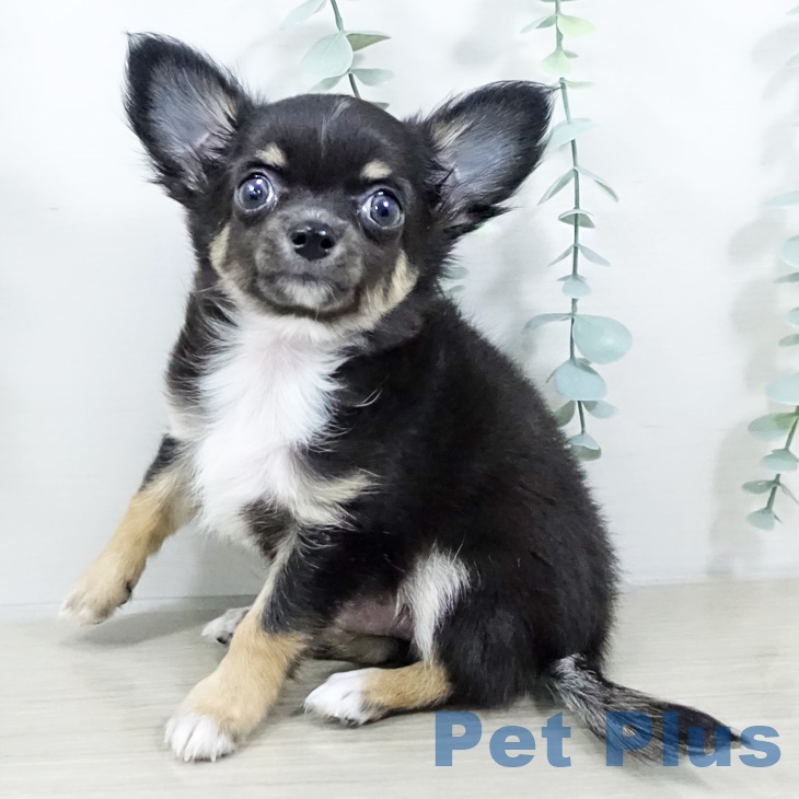 埼玉県のチワワ(ロング) (ペットプラス 所沢店/2025年8月2日生まれ/男の子/ブラックタンホワイト)の子犬の1枚目の画像