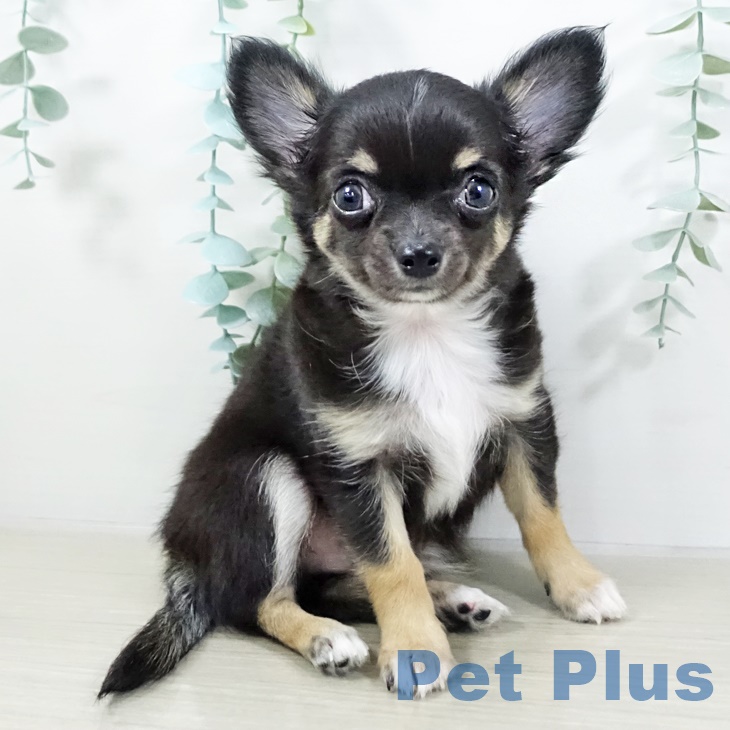 埼玉県のチワワ(ロング) (ペットプラス 所沢店/2025年8月2日生まれ/男の子/ブラックタンホワイト)の子犬の2枚目の画像