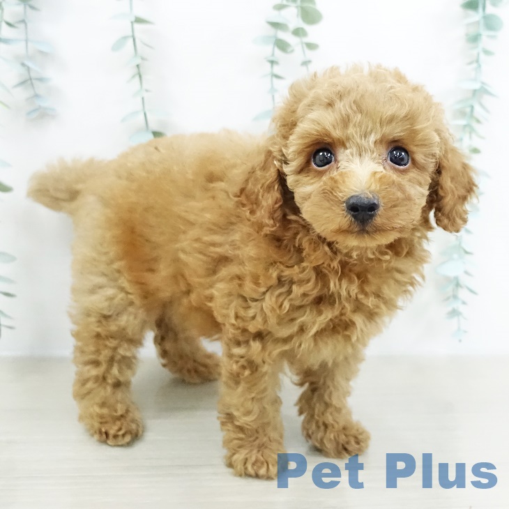 トイ・プードル