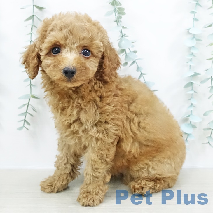 トイ・プードルの写真2