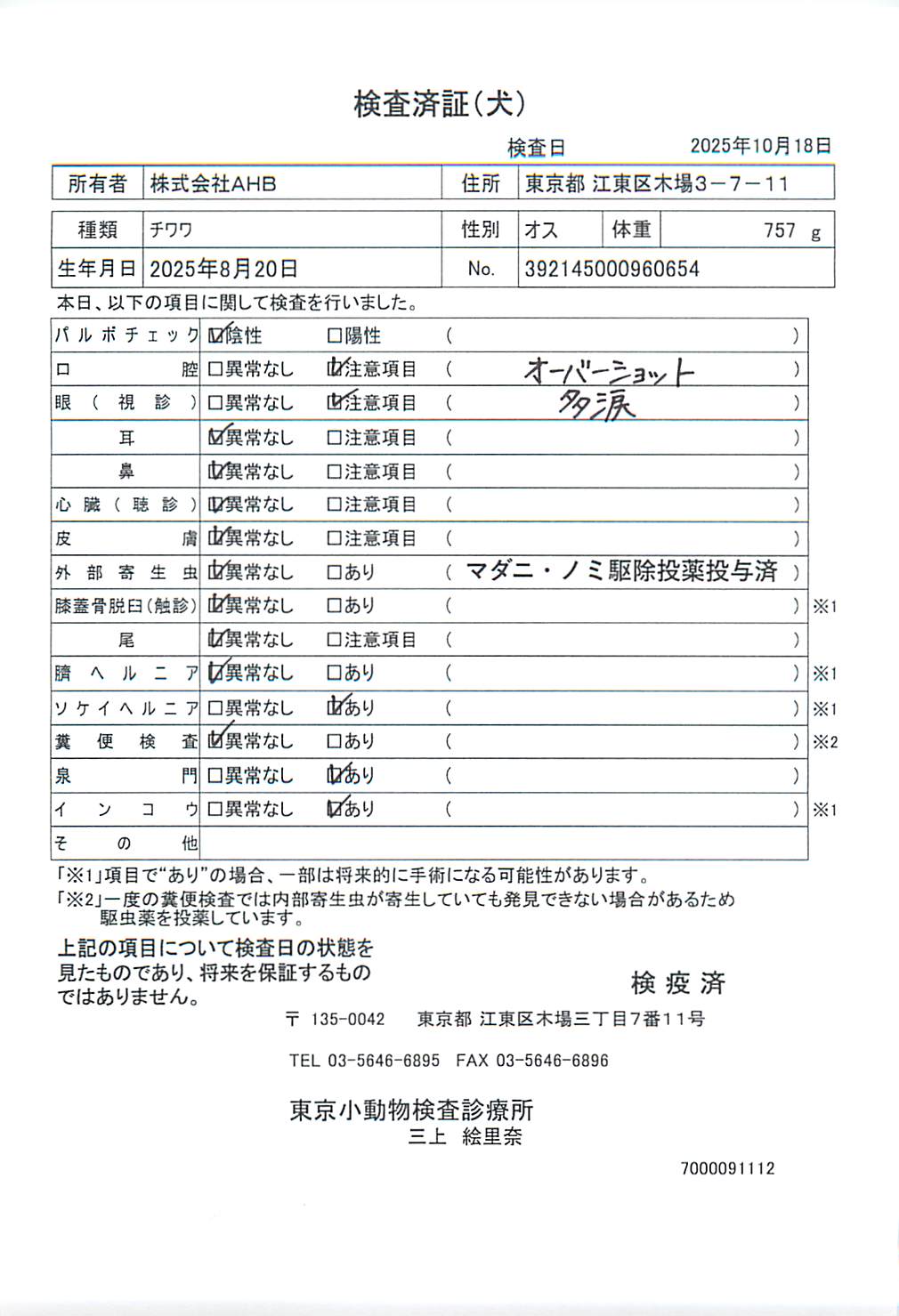 チワワ