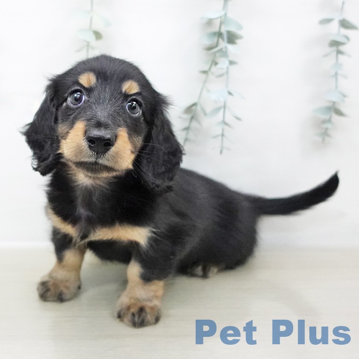 ミニチュア・ダックスフンド