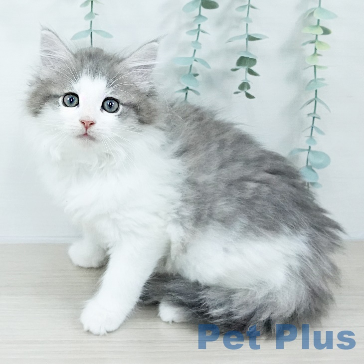 ノルウェージャンフォレストキャット