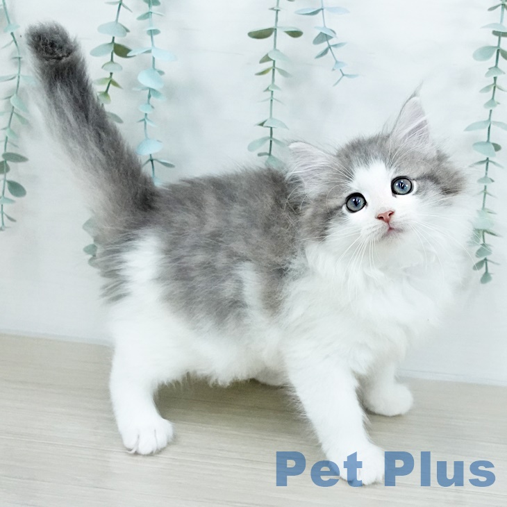 ノルウェージャンフォレストキャットの写真2