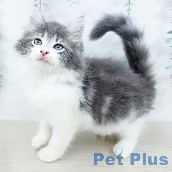 ノルウェージャンフォレストキャット