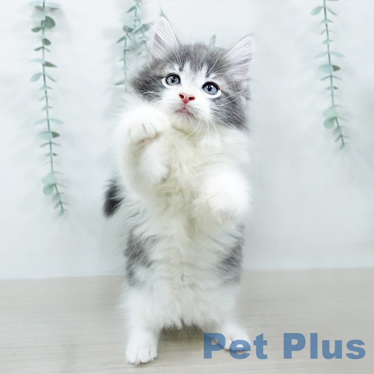 ノルウェージャンフォレストキャットの写真2