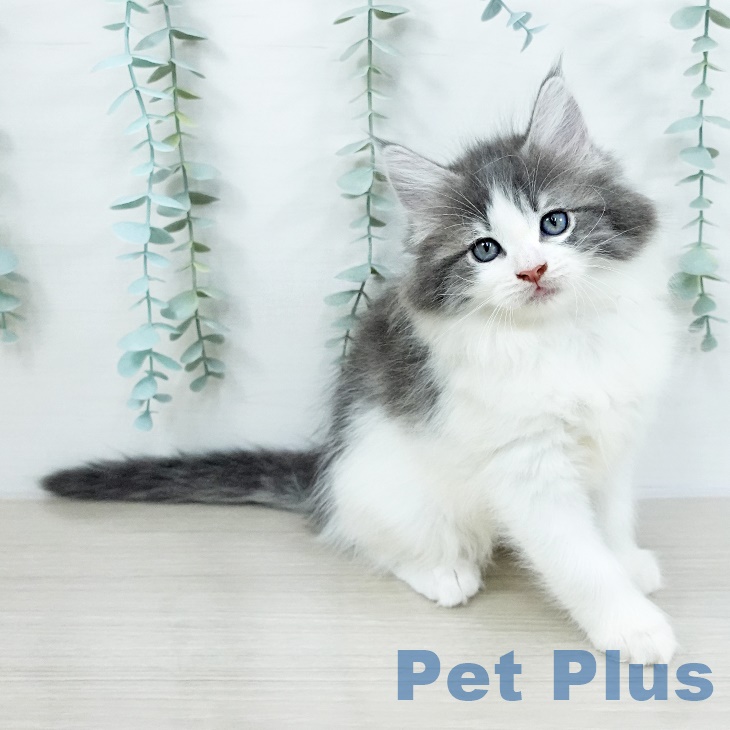ノルウェージャンフォレストキャットの写真2