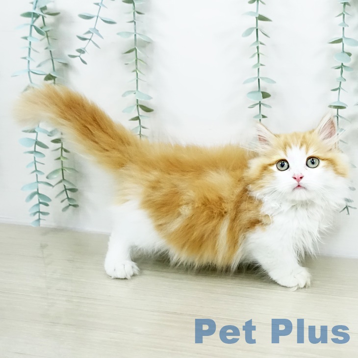 マンチカンの写真2