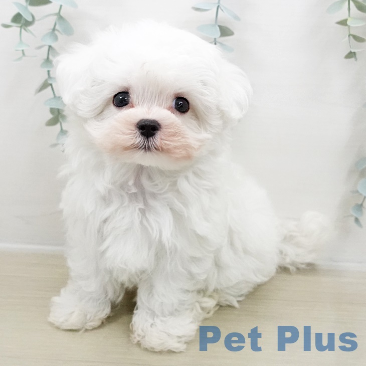 埼玉県のマルチーズ (ペットプラス コクーンシティ店/2025年8月21日生まれ/男の子/ホワイト)の子犬の1枚目の画像