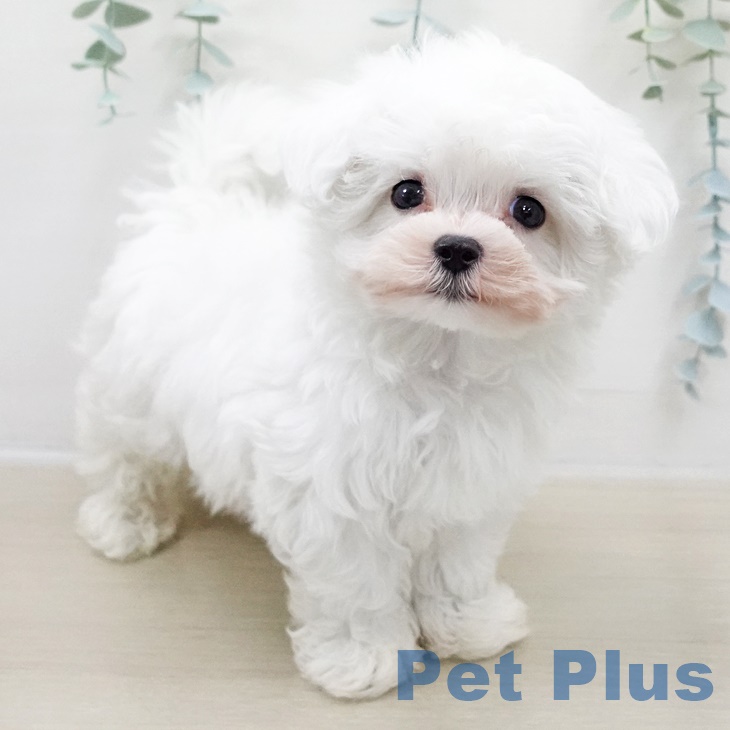 埼玉県のマルチーズ (ペットプラス コクーンシティ店/2025年8月21日生まれ/男の子/ホワイト)の子犬の2枚目の画像