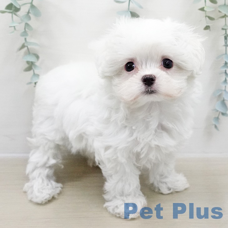 マルチーズの写真2