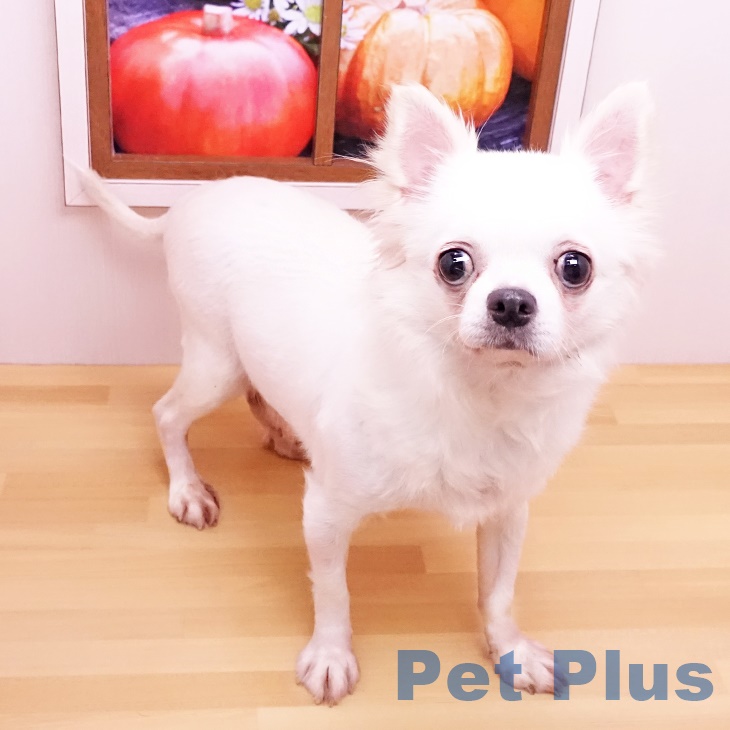 チワワの詳細情報 | PetPlus パートナードッグ&キャット