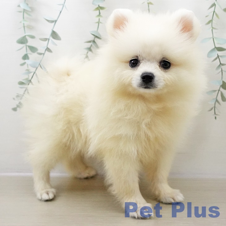 ポメラニアンの写真2