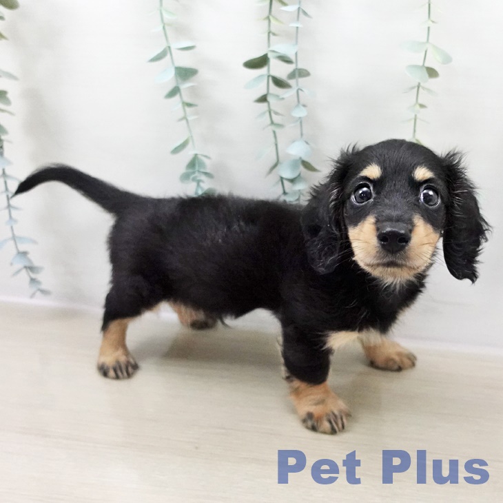 埼玉県のミニチュアダックスフンド(ロング) (ペットプラス イオンモール春日部店/2025年8月23日生まれ/男の子/ブラックタン)の子犬の1枚目の画像
