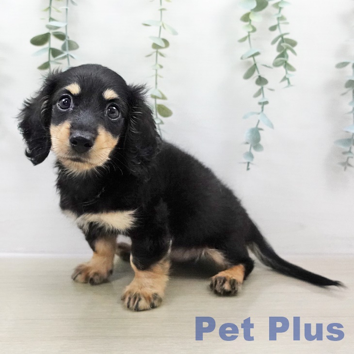 埼玉県のミニチュアダックスフンド(ロング) (ペットプラス イオンモール春日部店/2025年8月23日生まれ/男の子/ブラックタン)の子犬の2枚目の画像