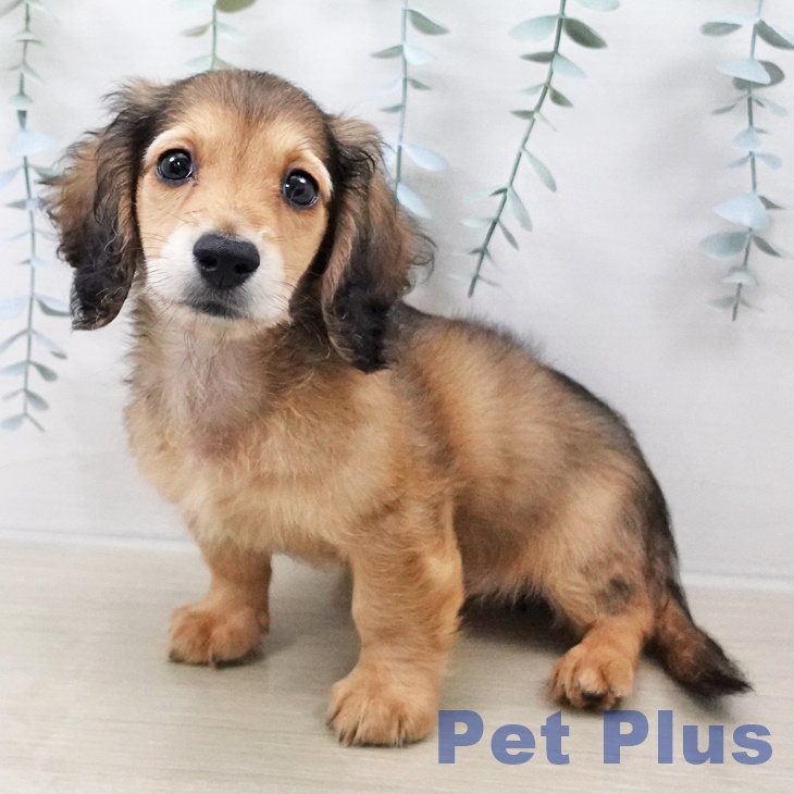 長野県のミニチュアダックスフンド(ロング) (ペットプラス 上田店/2025年8月23日生まれ/男の子/シェーデットレッド)の子犬の1枚目の画像