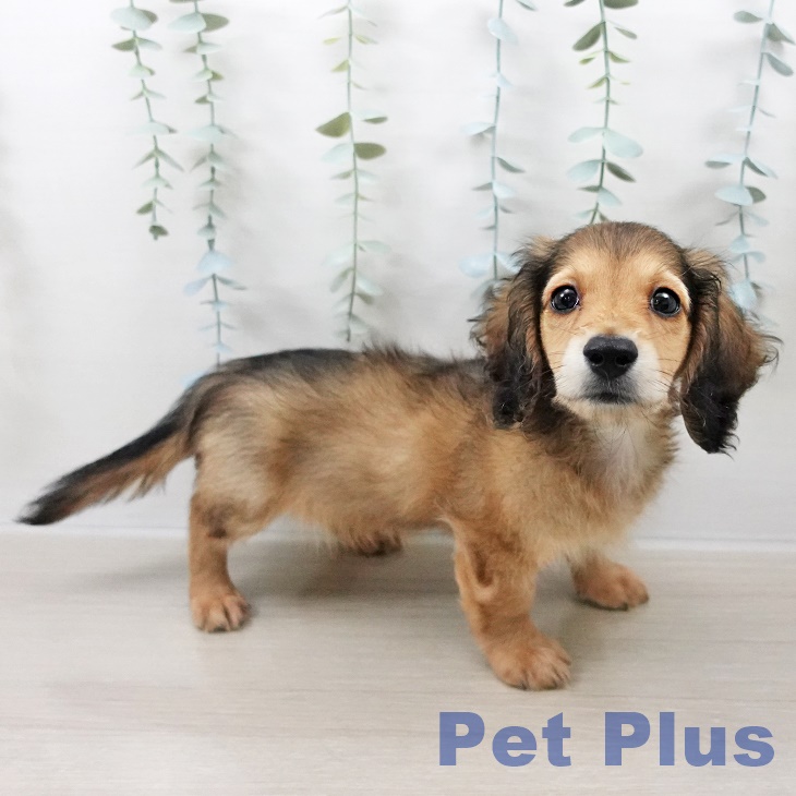 長野県のミニチュアダックスフンド(ロング) (ペットプラス 上田店/2025年8月23日生まれ/男の子/シェーデットレッド)の子犬の2枚目の画像