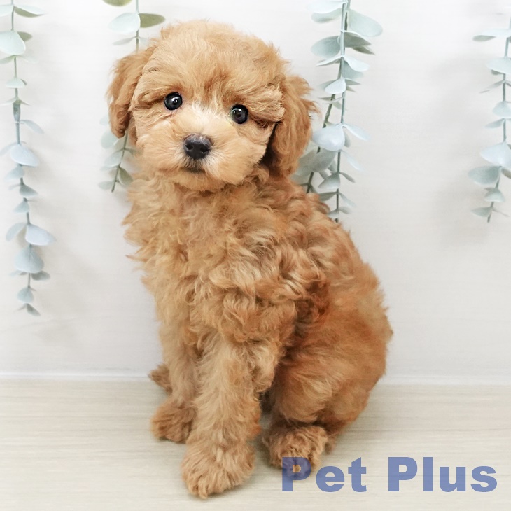 千葉県のトイプードル(トイ) (ペットプラス 幕張新都心店/2025年8月22日生まれ/男の子/レッド)の子犬の1枚目の画像