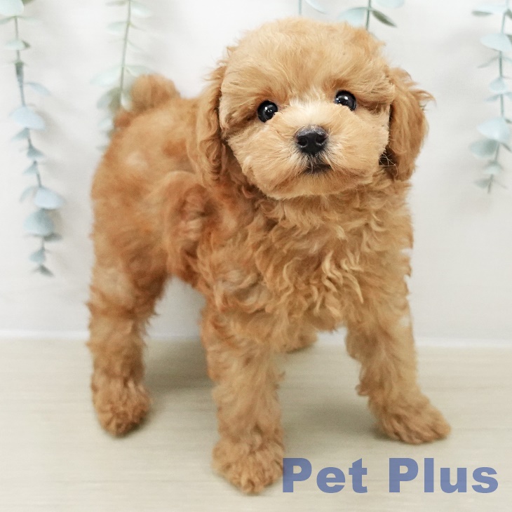 千葉県のトイプードル(トイ) (ペットプラス 幕張新都心店/2025年8月22日生まれ/男の子/レッド)の子犬の2枚目の画像