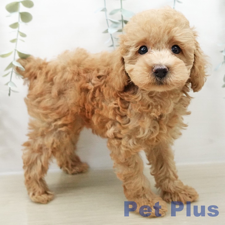 千葉県のトイプードル(トイ) (ペットプラス 幕張新都心店/2025年8月22日生まれ/男の子/アプリコット)の子犬の1枚目の画像