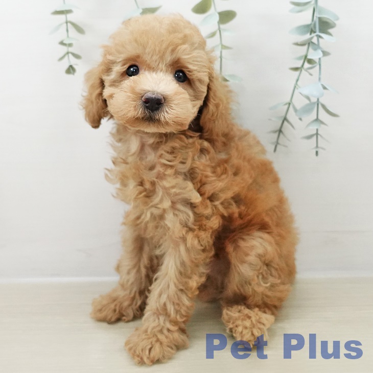 千葉県のトイプードル(トイ) (ペットプラス 幕張新都心店/2025年8月22日生まれ/男の子/アプリコット)の子犬の2枚目の画像