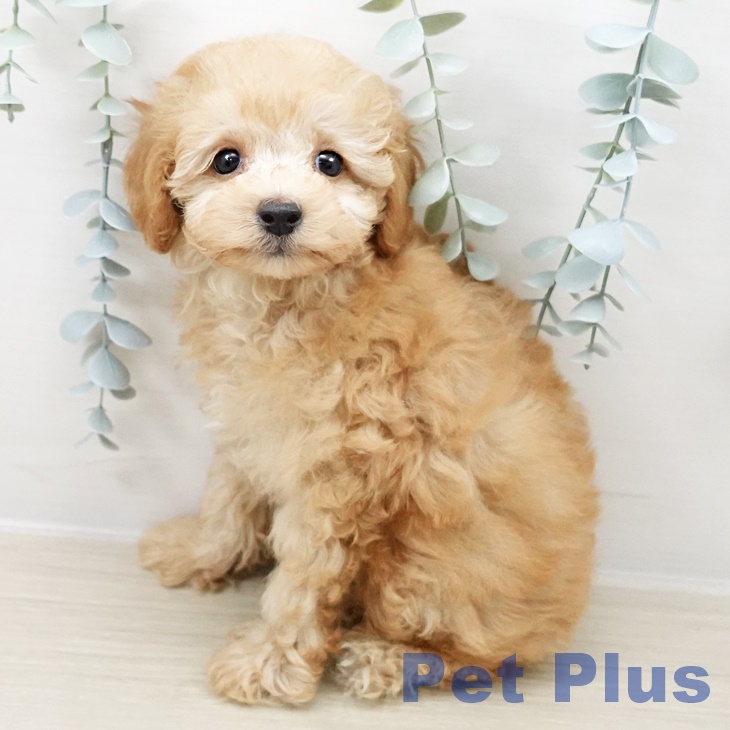 千葉県のトイプードル(トイ) (ペットプラス 成田店/2025年8月22日生まれ/女の子/アプリコット)の子犬の1枚目の画像