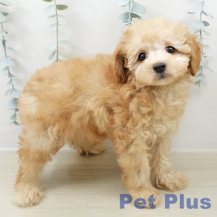 千葉県のトイプードル(トイ) (ペットプラス 成田店/2025年8月22日生まれ/女の子/アプリコット)の子犬の2枚目の画像