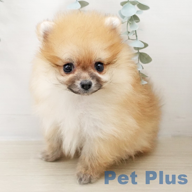 ポメラニアンの写真2