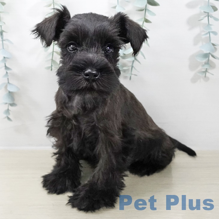 ミニチュア・シュナウザー