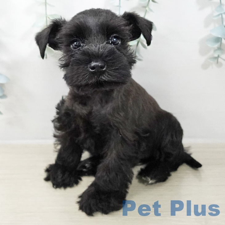 千葉県のミニチュアシュナウザー (ペットプラス 成田店/2025年8月24日生まれ/女の子/ブラック)の子犬の1枚目の画像