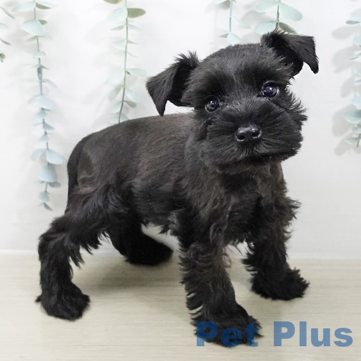 千葉県のミニチュアシュナウザー (ペットプラス 成田店/2025年8月24日生まれ/女の子/ブラック)の子犬の2枚目の画像