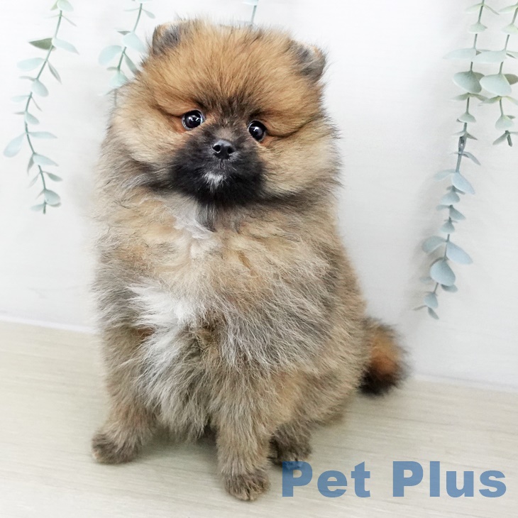 ポメラニアン