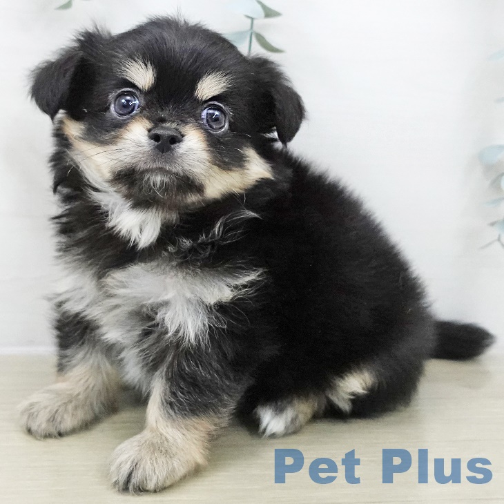 東京都のチワワ(ロング) (ペットプラス アクアシティお台場店/2025年8月27日生まれ/男の子/ブラックタン)の子犬の1枚目の画像