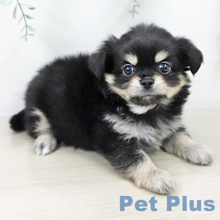 東京都のチワワ(ロング) (ペットプラス アクアシティお台場店/2025年8月27日生まれ/男の子/ブラックタン)の子犬の2枚目の画像