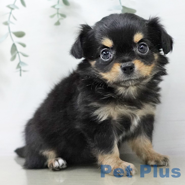 2025年8月27日生まれのチワワ(ロング)の2枚目の写真