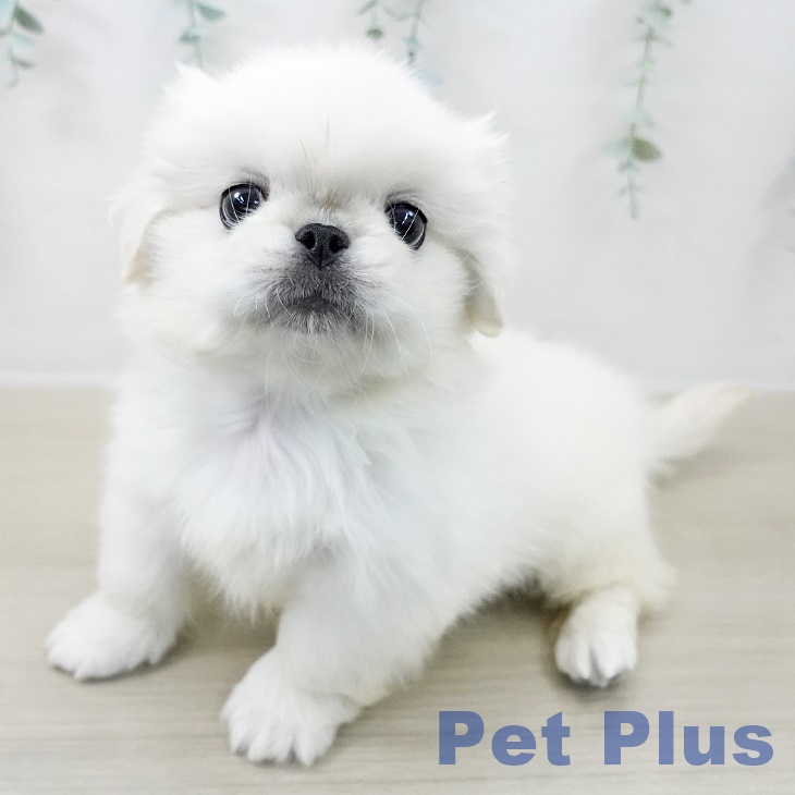 宮城県のペキニーズ (ペットプラス 名取店/2025年8月26日生まれ/男の子/クリーム)の子犬