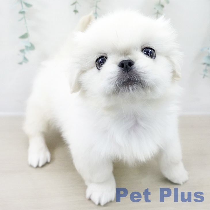 2025年8月26日生まれのペキニーズの2枚目の写真