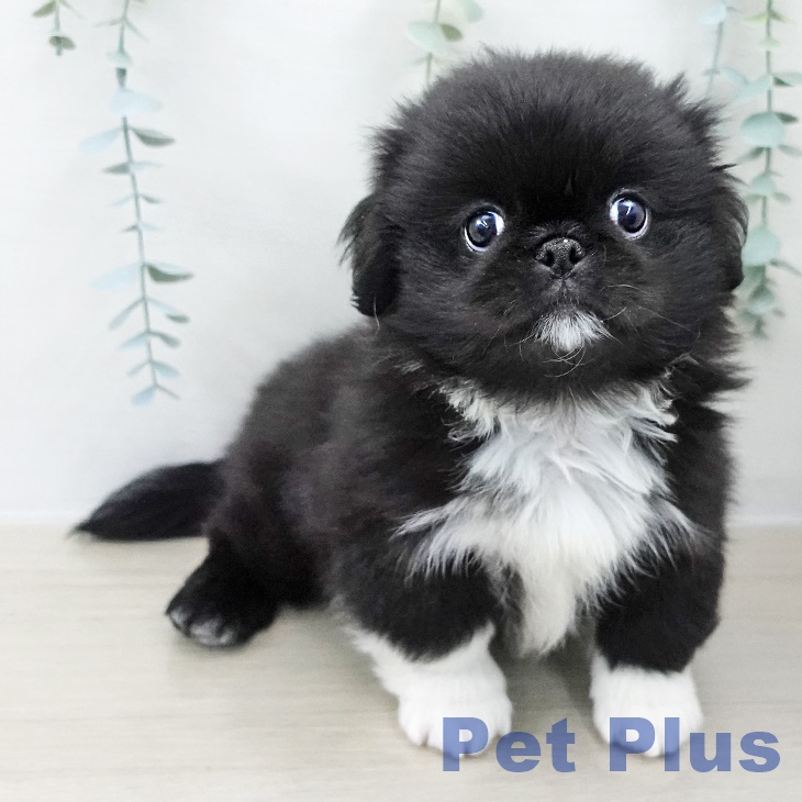 埼玉県のペキニーズ (ペットプラス ららぽーと富士見店/2025年8月26日生まれ/男の子/ブラックホワイト)の子犬の2枚目の画像