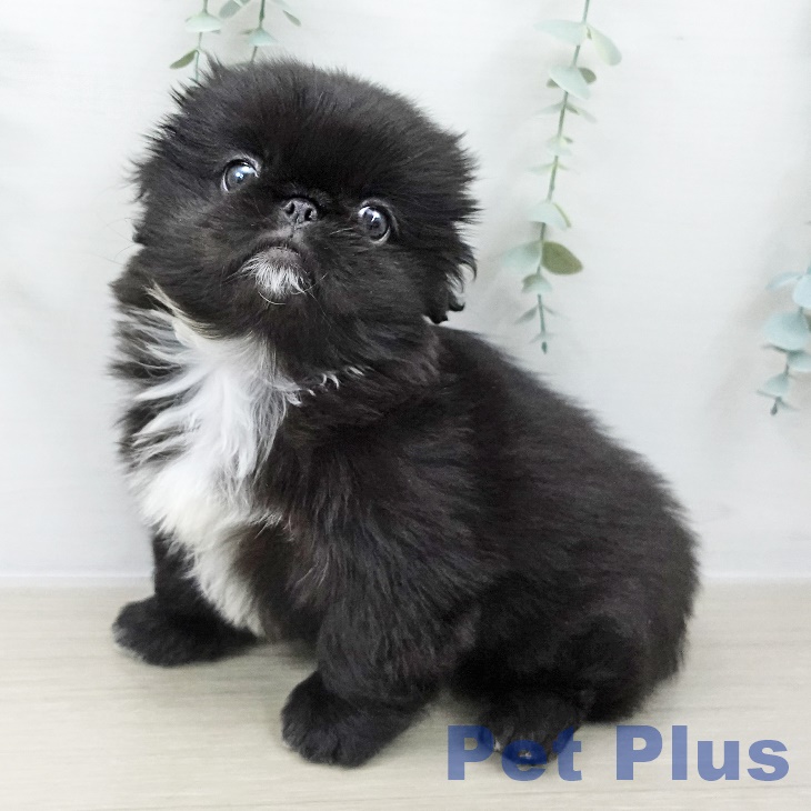 2025年8月26日生まれのペキニーズの2枚目の写真