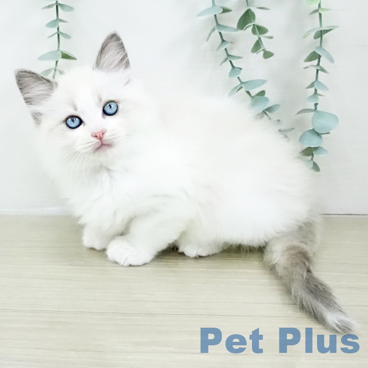 ラグドールの写真2