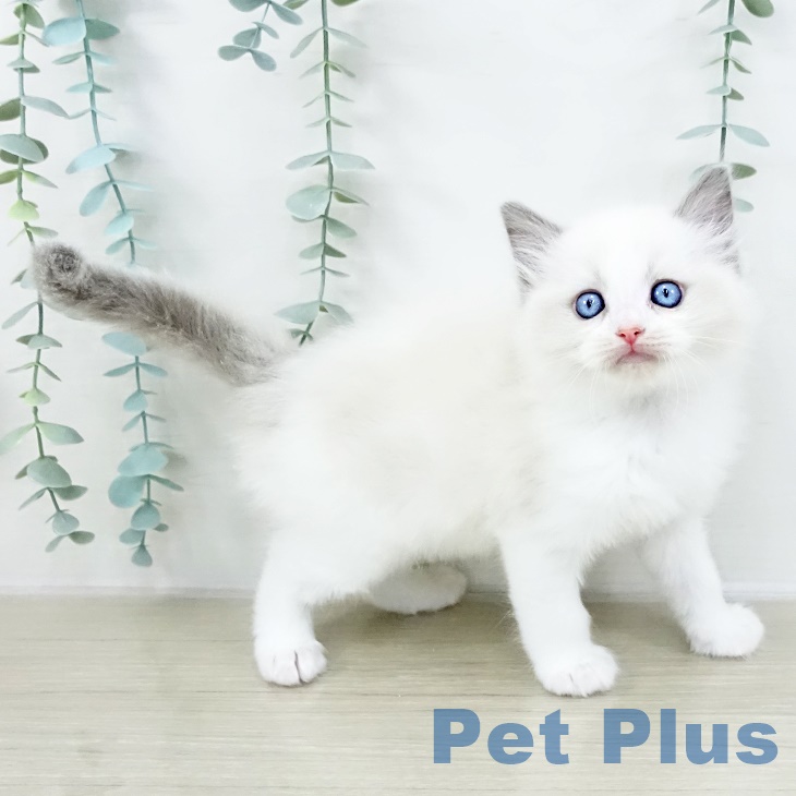 千葉県のラグドール (ペットプラス 船橋店/2025年8月28日生まれ/男の子/ブルーポイントバイカラー)の子猫の1枚目の画像