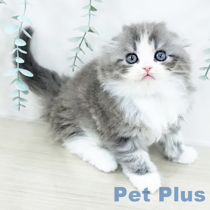 スコティッシュフォールド