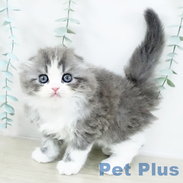 スコティッシュフォールドの写真2