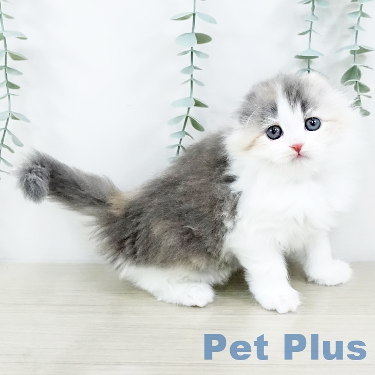 スコティッシュフォールド