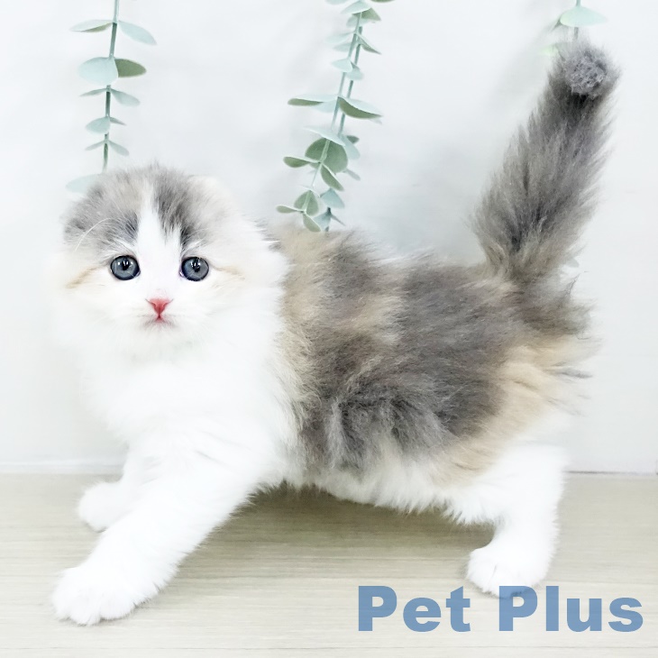 スコティッシュフォールド