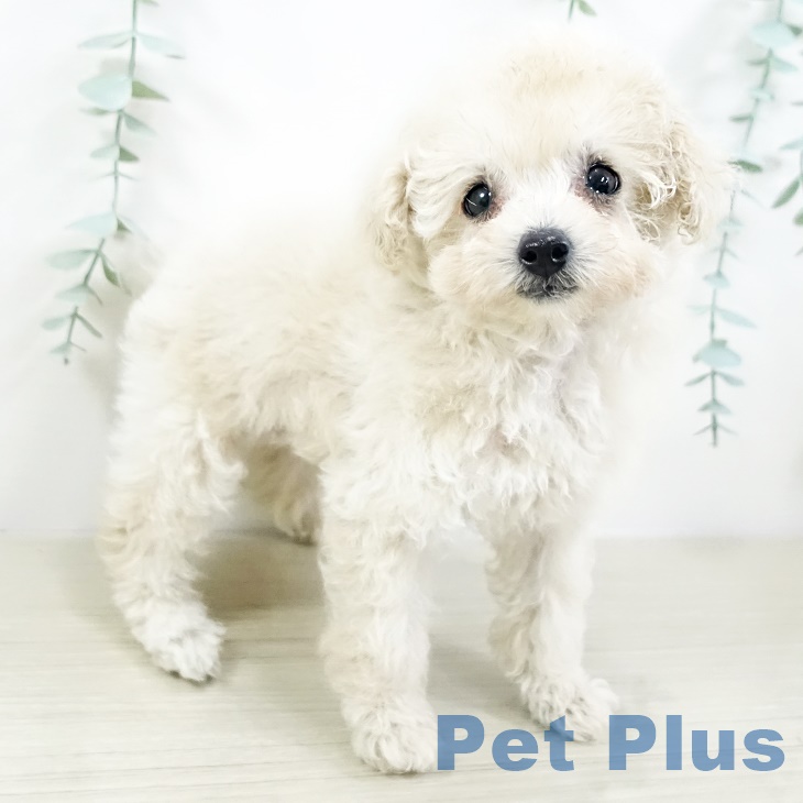 宮城県のトイプードル(トイ) (ペットプラス 仙台上杉店/2025年8月24日生まれ/女の子/クリーム)の子犬の1枚目の画像
