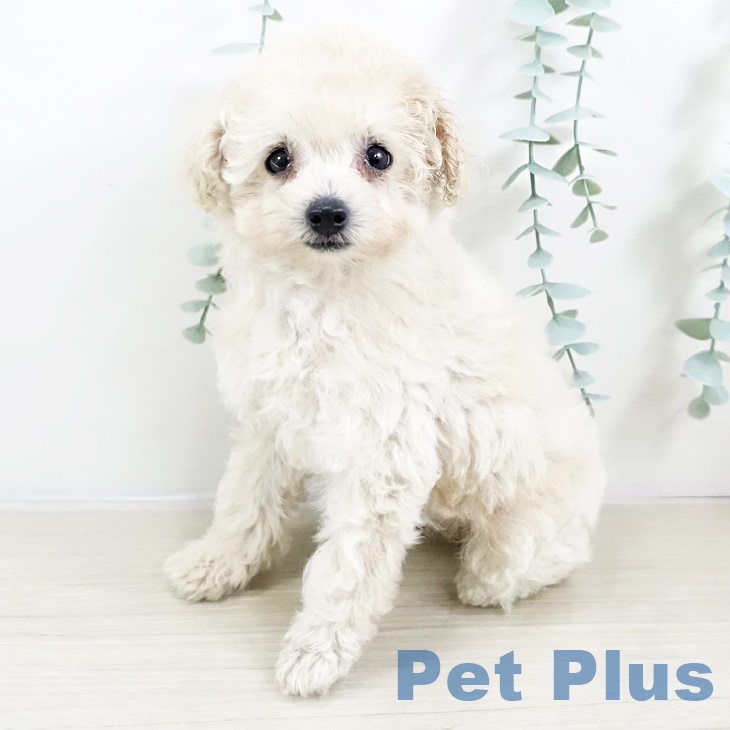 宮城県のトイプードル(トイ) (ペットプラス 仙台上杉店/2025年8月24日生まれ/女の子/クリーム)の子犬の2枚目の画像